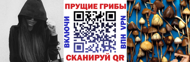 Галлюциногенные грибы Psilocybe  Краснокамск 